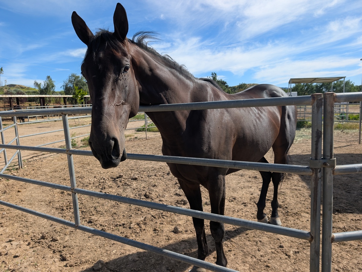 Sharkbait, 3yo Thoroughbred gelding, 16.3hh