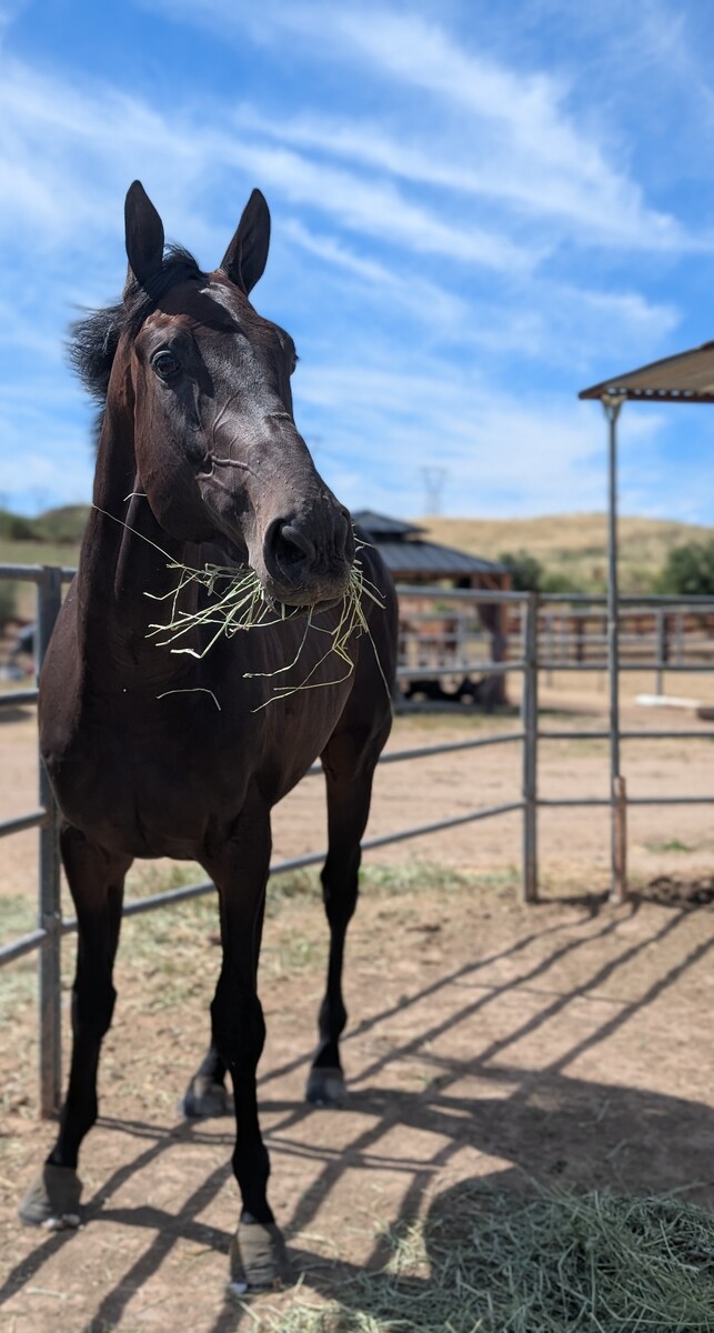 Sharkbait, 3yo Thoroughbred gelding, 16.3hh