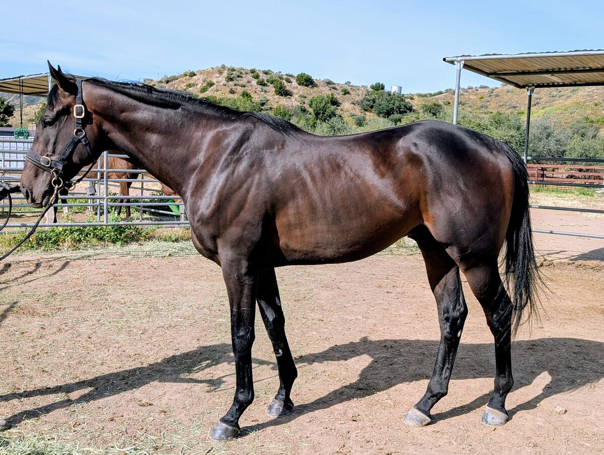 Sharkbait, 3yo Thoroughbred gelding, 16.3hh