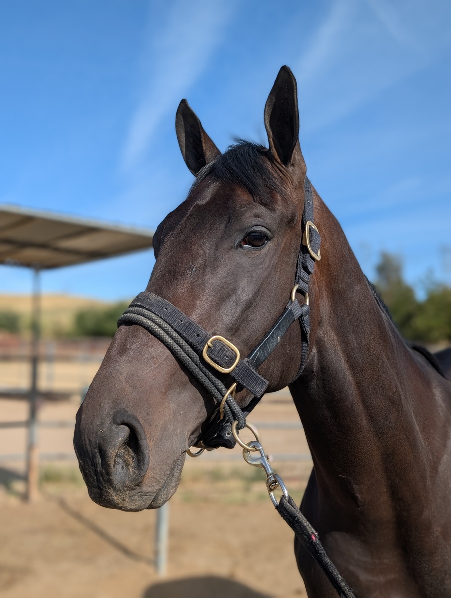 Sharkbait, 3yo Thoroughbred gelding, 16.3hh