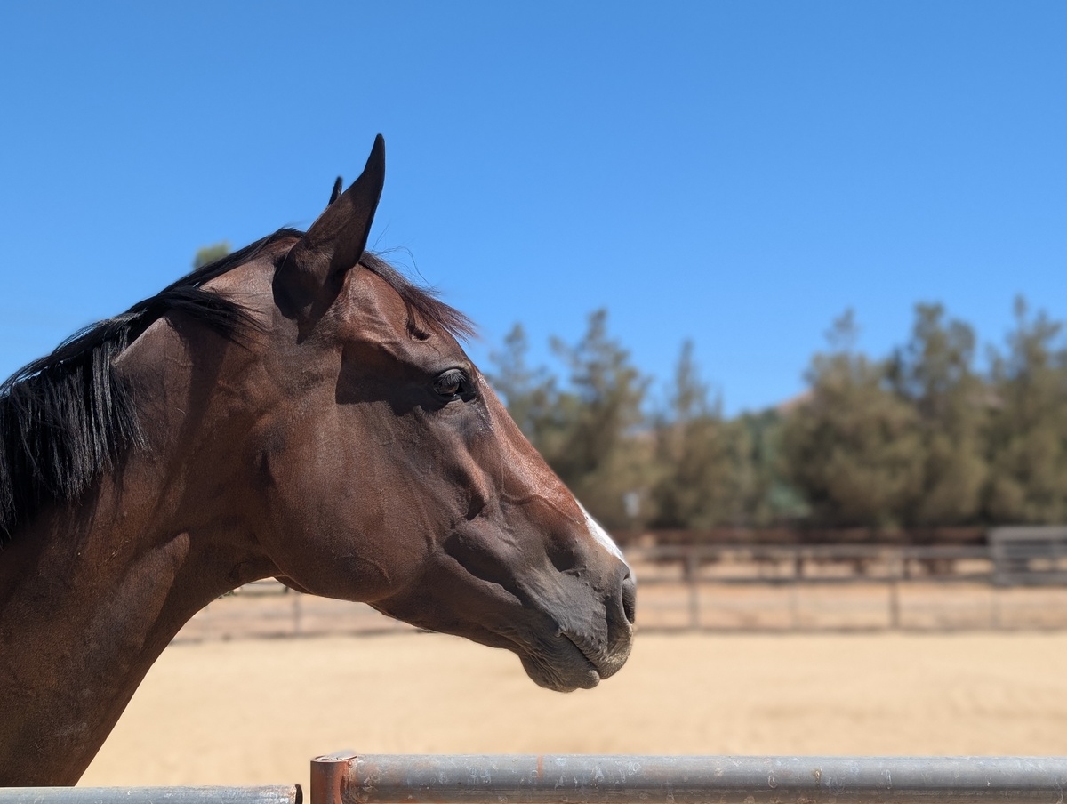Cami, 5yo Thoroughbred mare, 16.2hh
