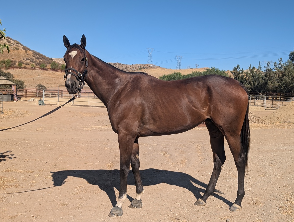 Cami, 5yo Thoroughbred mare, 16.2hh