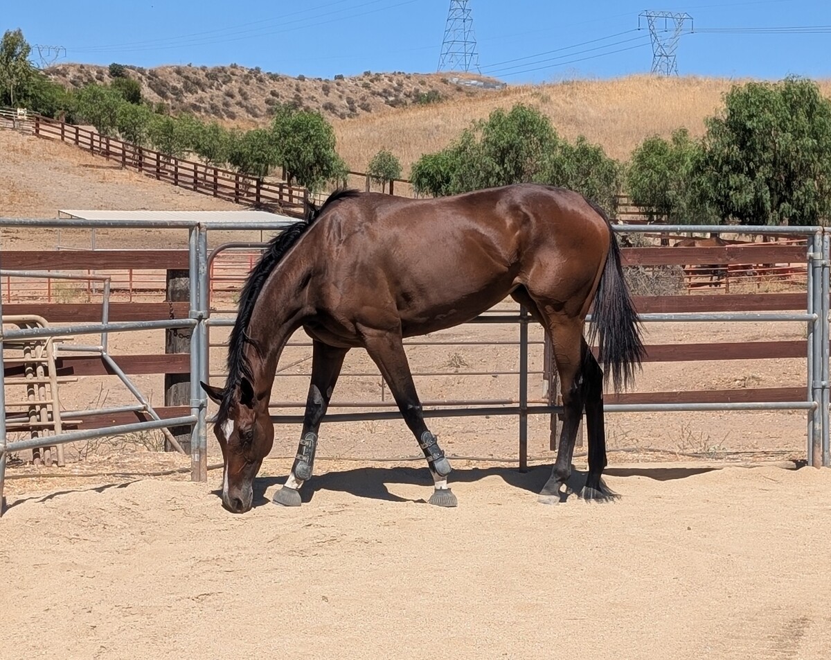 Cami, 5yo Thoroughbred mare, 16.2hh