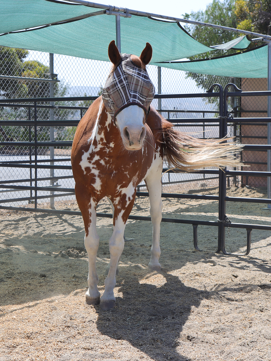 Charlene, 18yo Pinto mare, 15.0hh