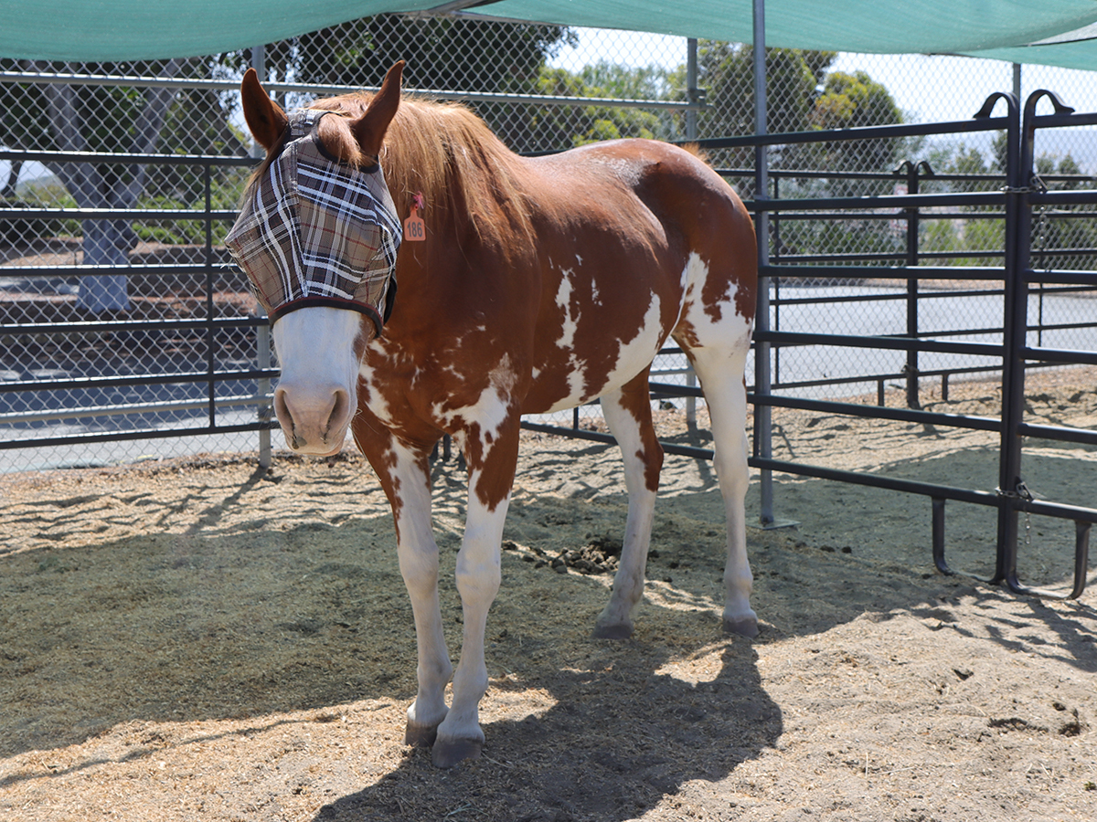 Charlene, 18yo Pinto mare, 15.0hh
