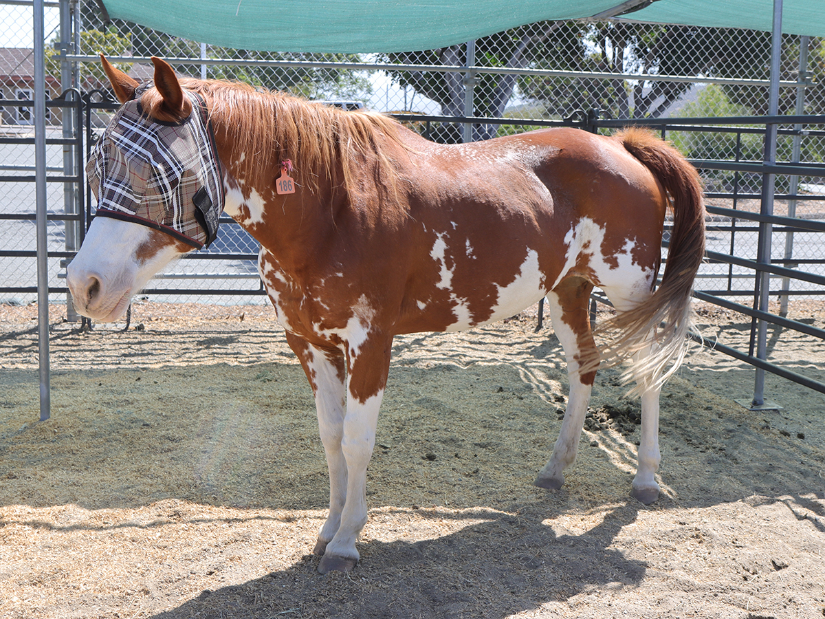 Charlene, 18yo Pinto mare, 15.0hh