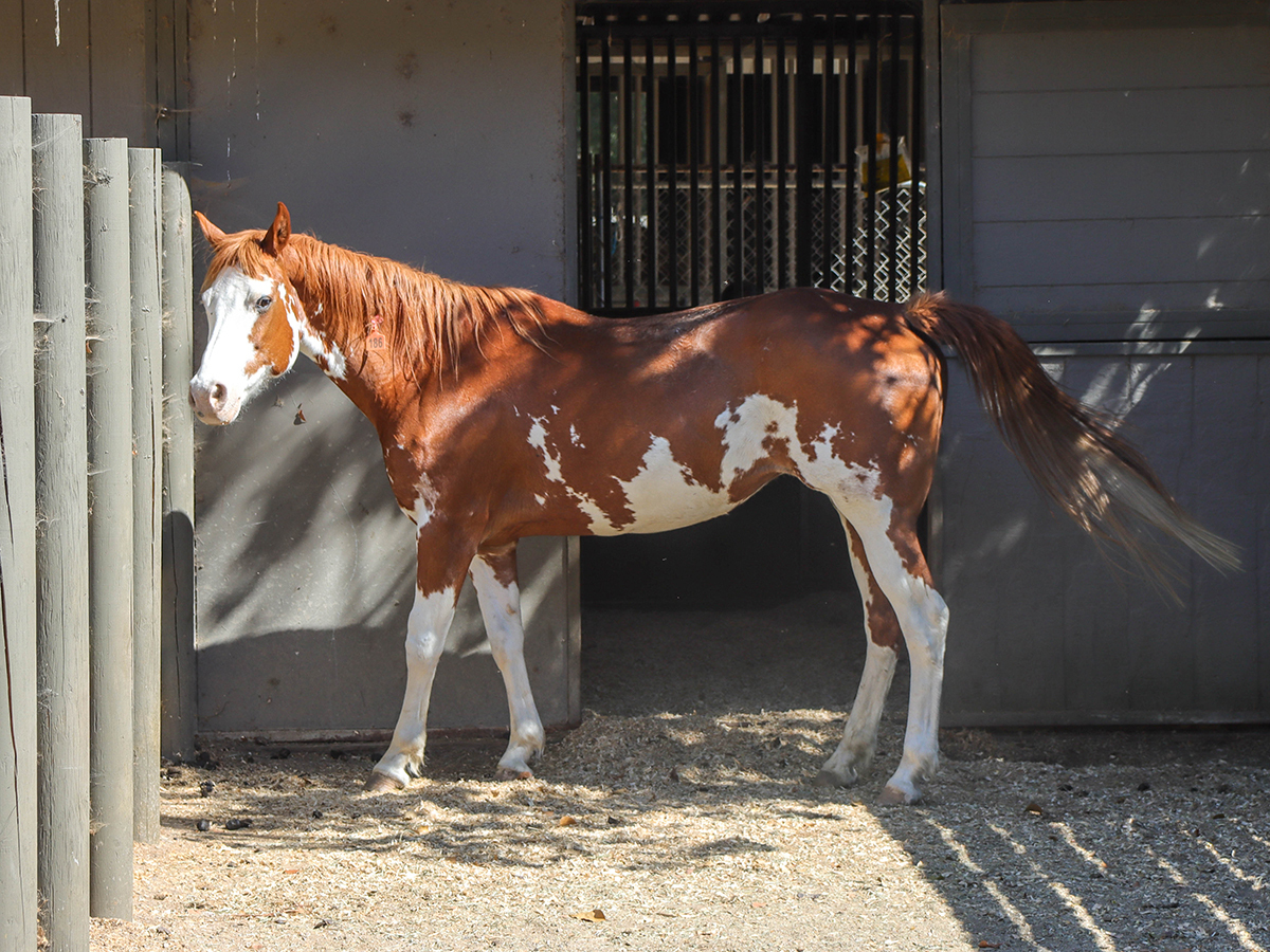 Charlene, 18yo Pinto mare, 15.0hh