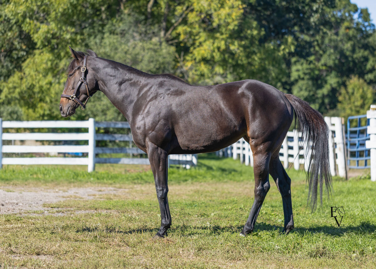 unified Identity, 3yo Thoroughbred mare, 15.3hh