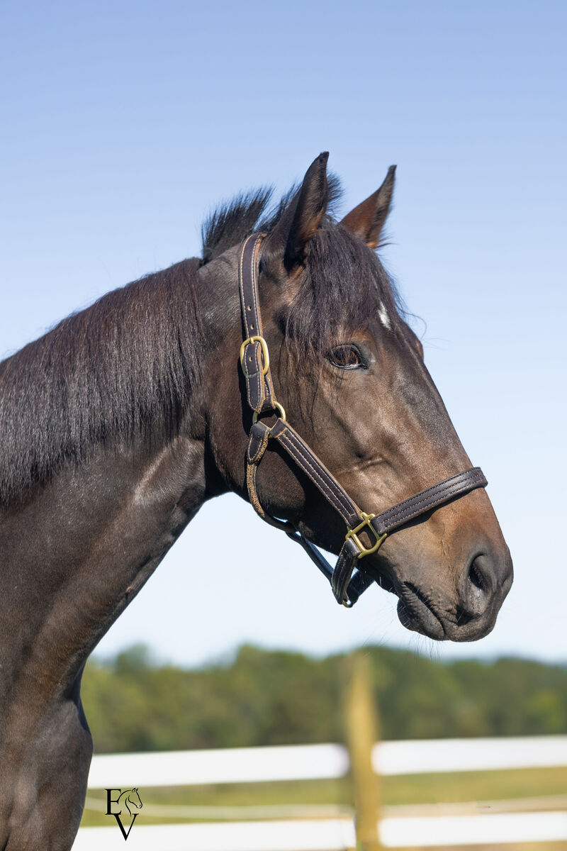 unified Identity, 3yo Thoroughbred mare, 15.3hh