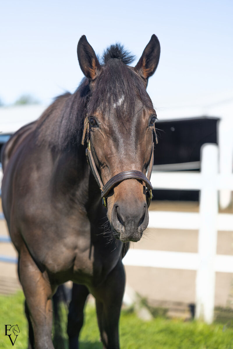 unified Identity, 3yo Thoroughbred mare, 15.3hh