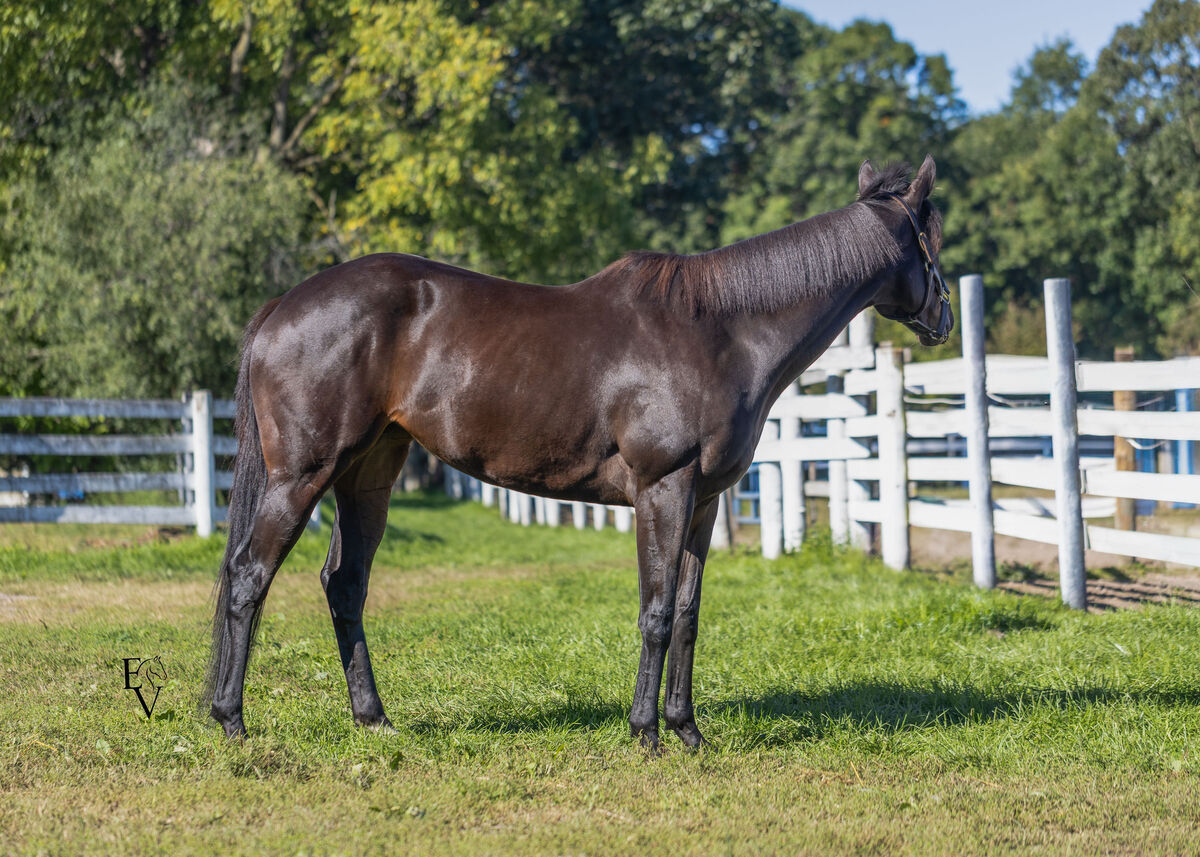 unified Identity, 3yo Thoroughbred mare, 15.3hh