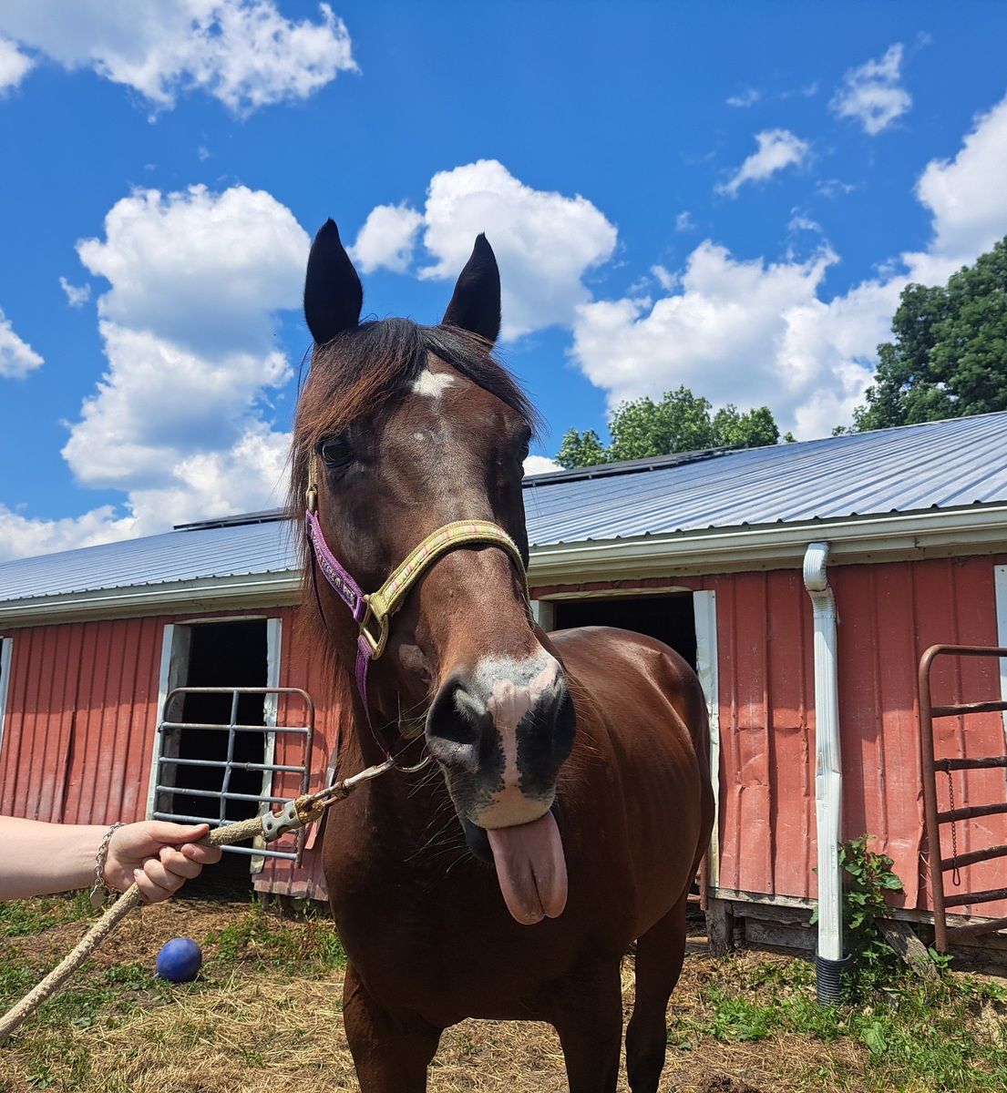 Tiger D, 15yo Thoroughbred gelding, 16.0hh