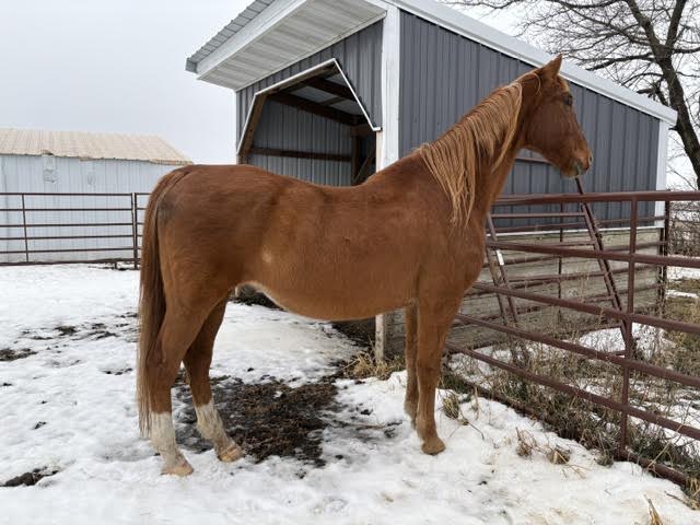 Shaq, 22yo American Saddlebred gelding, 16.2hh