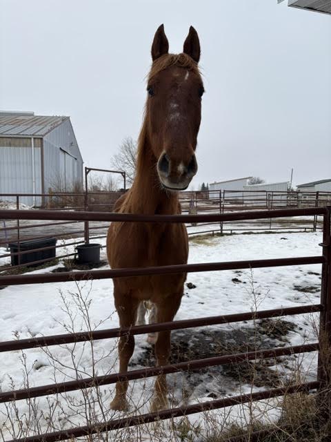 Shaq, 22yo American Saddlebred gelding, 16.2hh