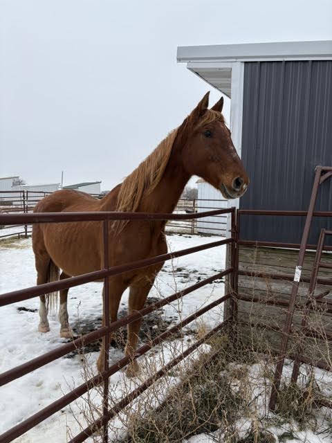 Shaq, 22yo American Saddlebred gelding, 16.2hh