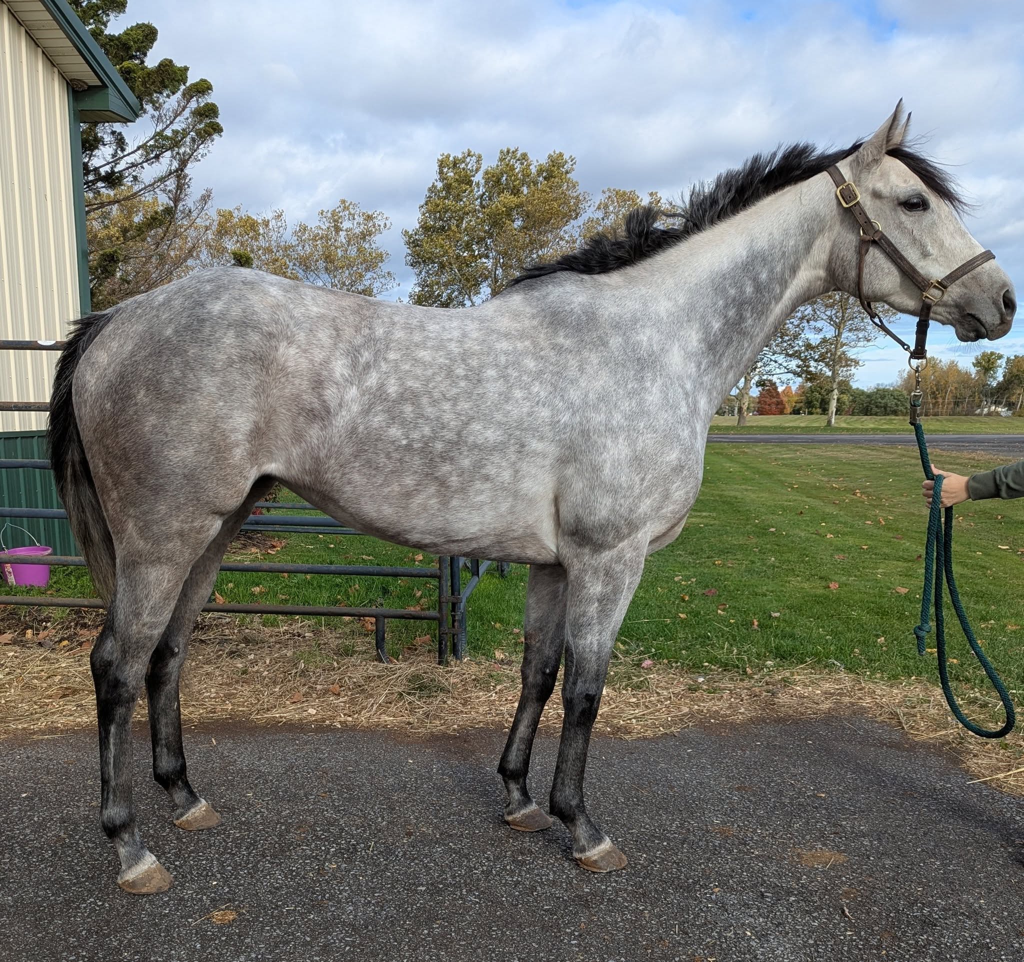 Misty Gale, Thoroughbred mare, 16hh
