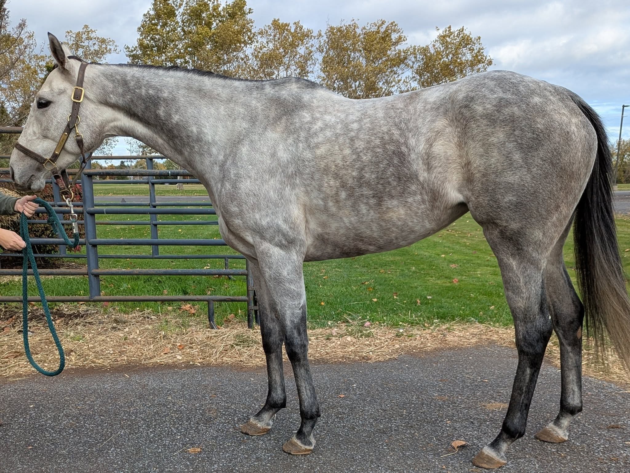 Misty Gale, Thoroughbred mare, 16hh