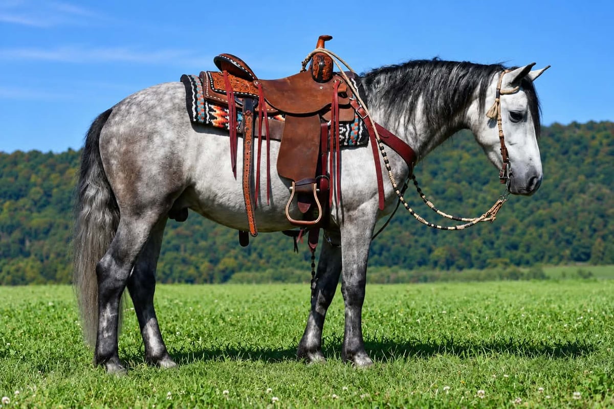Quarter Pony, 4yo Quarter Pony gelding, 14hh