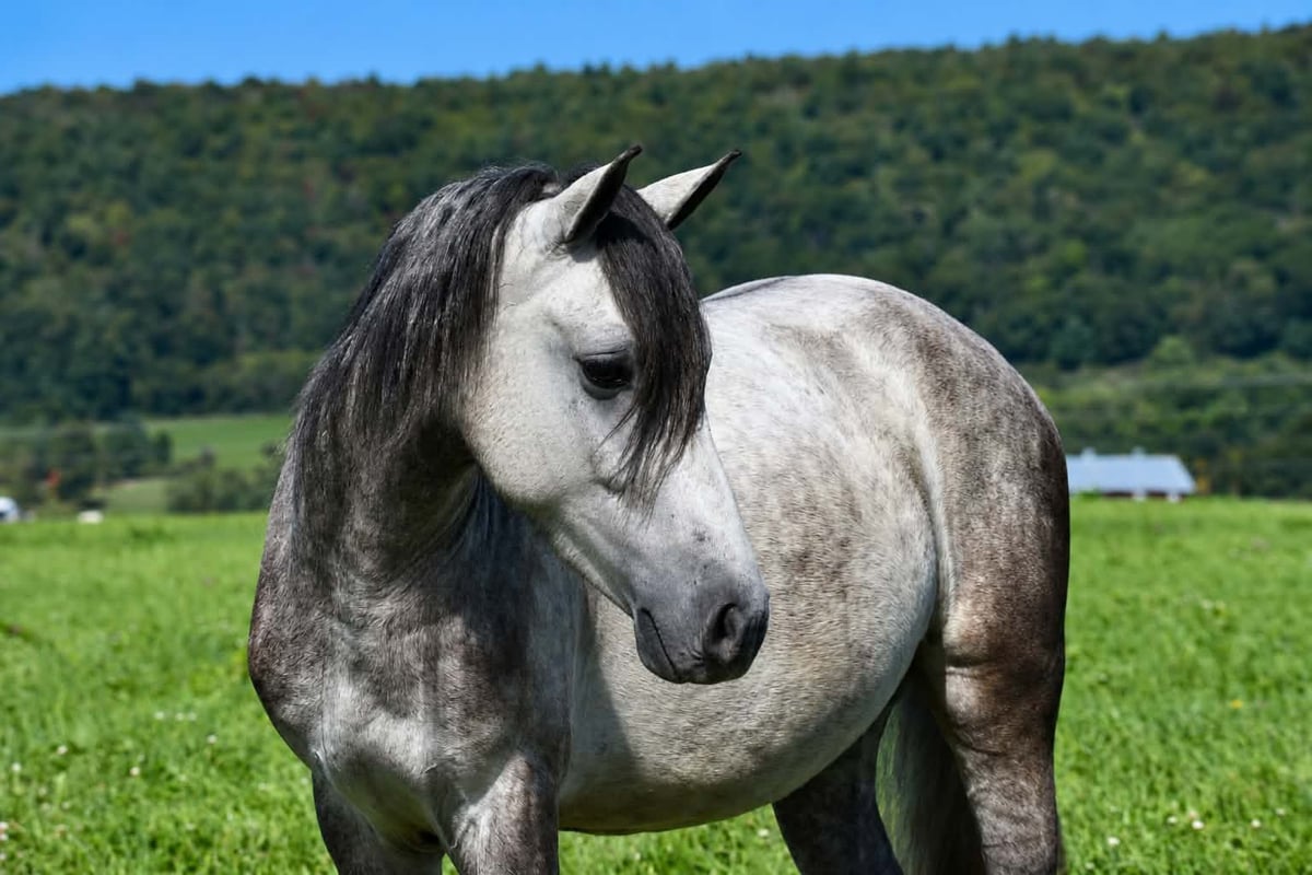 Quarter Pony, 4yo Quarter Pony gelding, 14hh