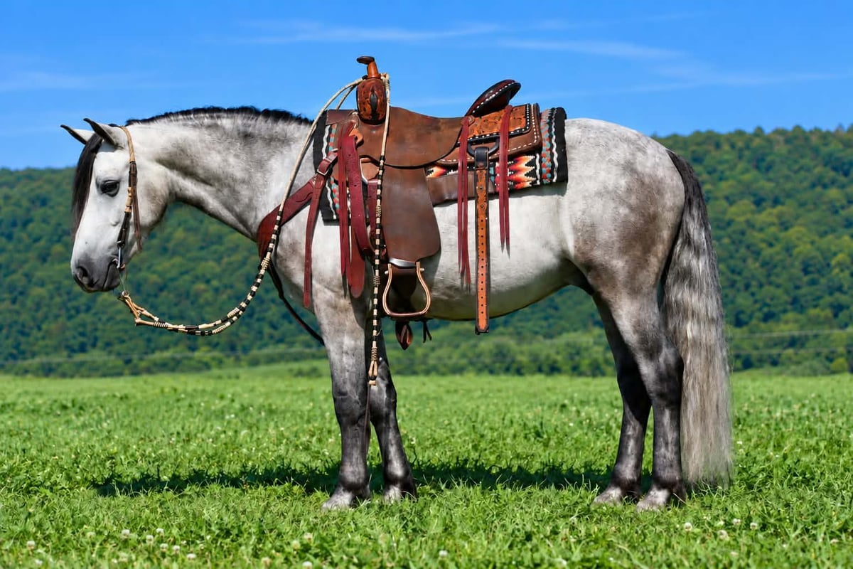 Quarter Pony, 4yo Quarter Pony gelding, 14hh
