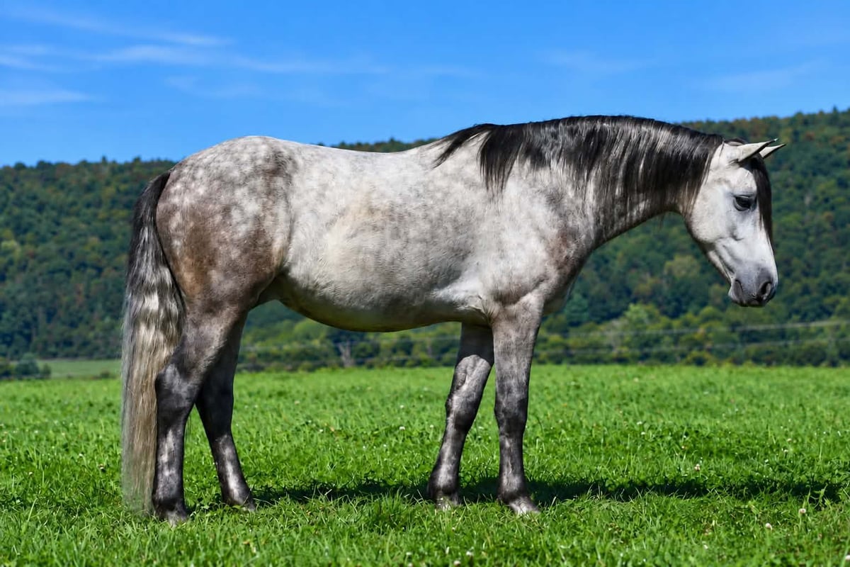 Quarter Pony, 4yo Quarter Pony gelding, 14hh