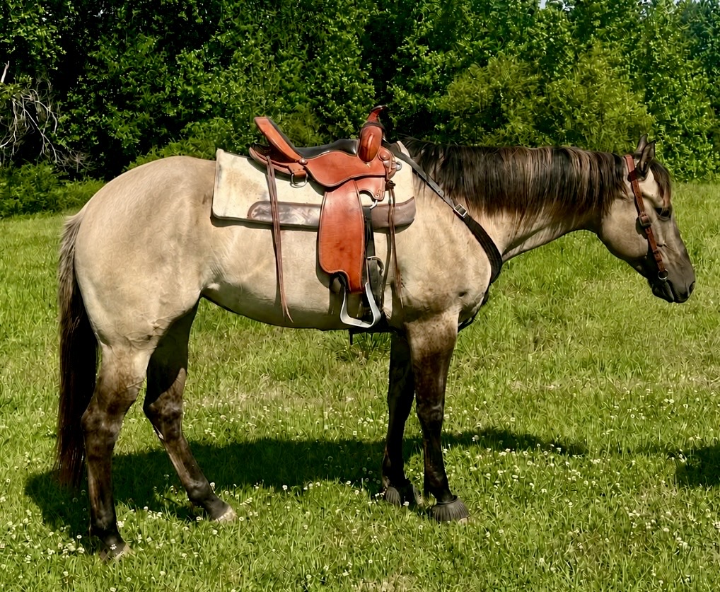 Breeze, 7yo Quarter Horse mare, 15.3hh