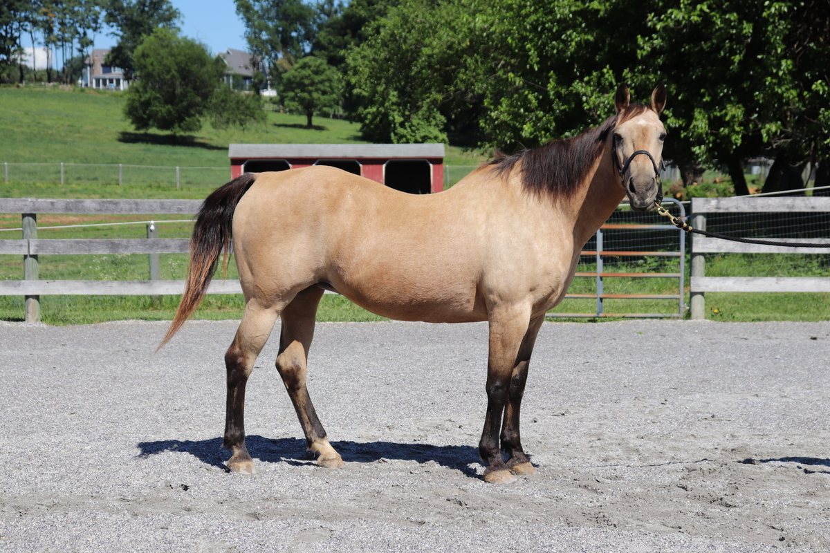 Ocean, 27yo American Quarter Horse mare, 14.2hh