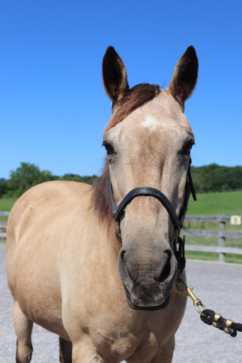 Ocean, 27yo American Quarter Horse mare, 14.2hh