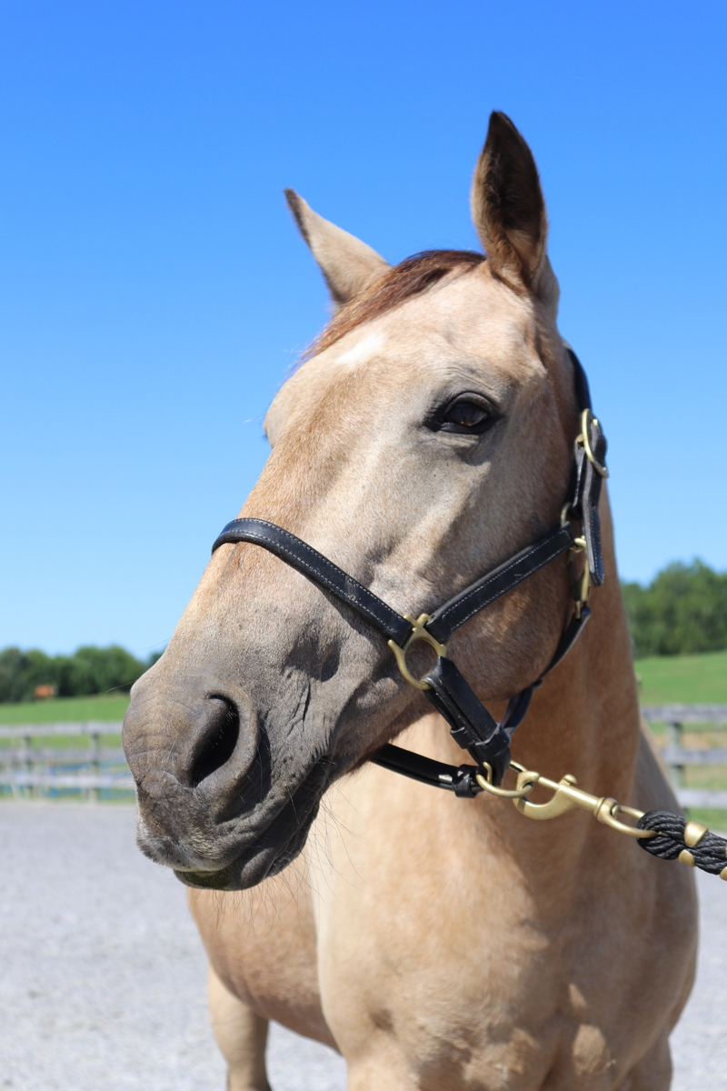 Ocean, 27yo American Quarter Horse mare, 14.2hh
