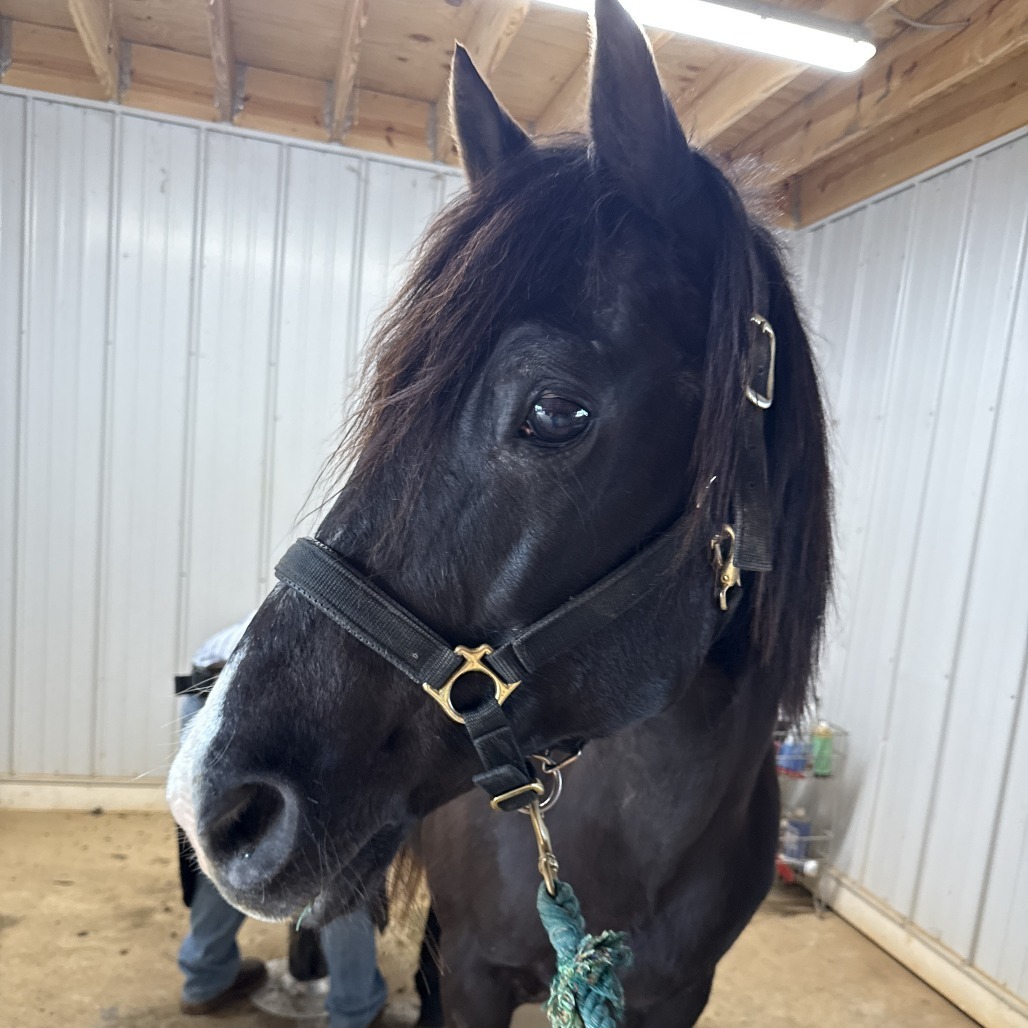 Midnight, 18yo American Quarter Horse mare, 15.0hh