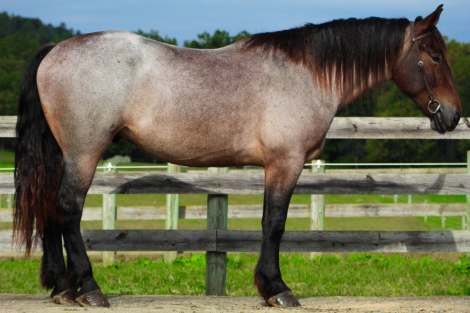 Bentley, 4yo Draft Horse gelding, 17.0hh