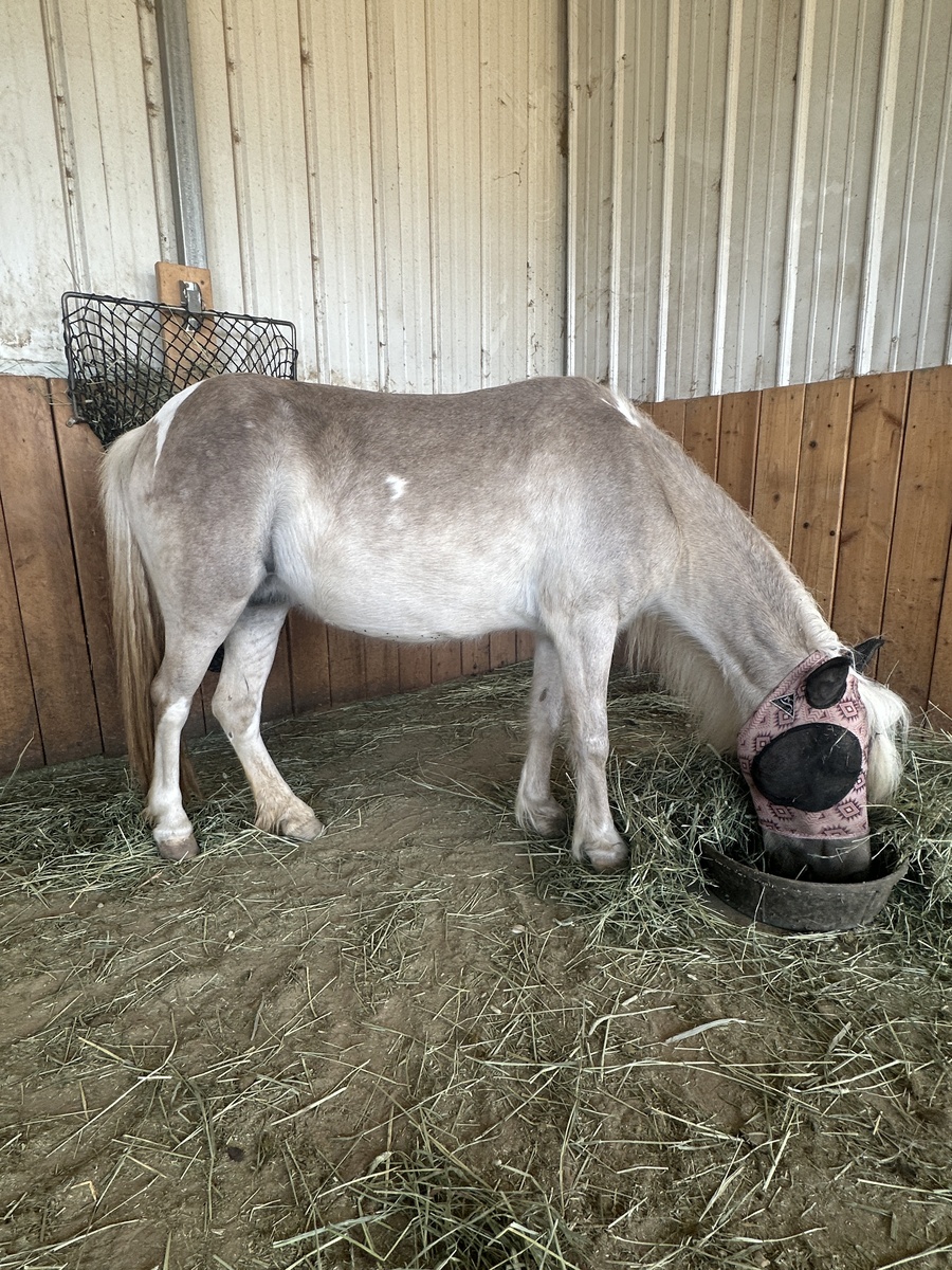 Loretta, 18yo Miniature Horse mare, 10.0hh