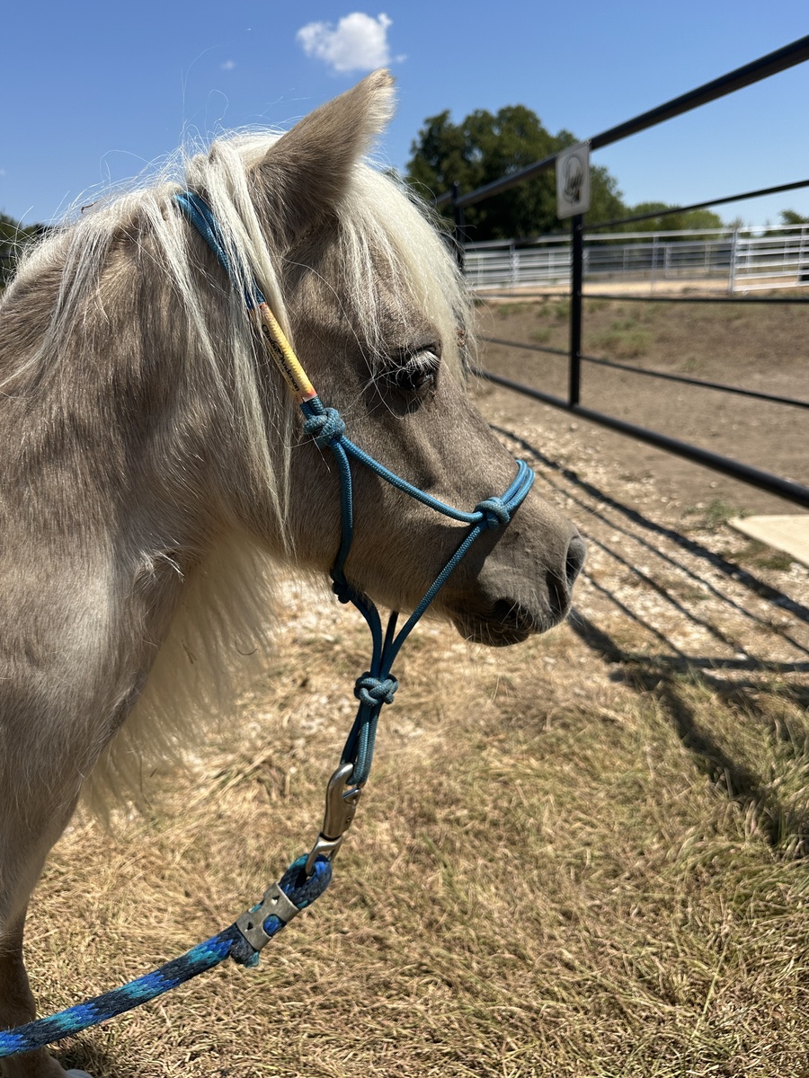 Loretta, 18yo Miniature Horse mare, 10.0hh