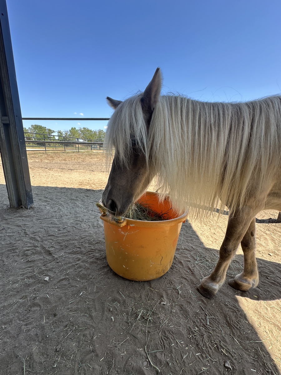 Loretta, 18yo Miniature Horse mare, 10.0hh
