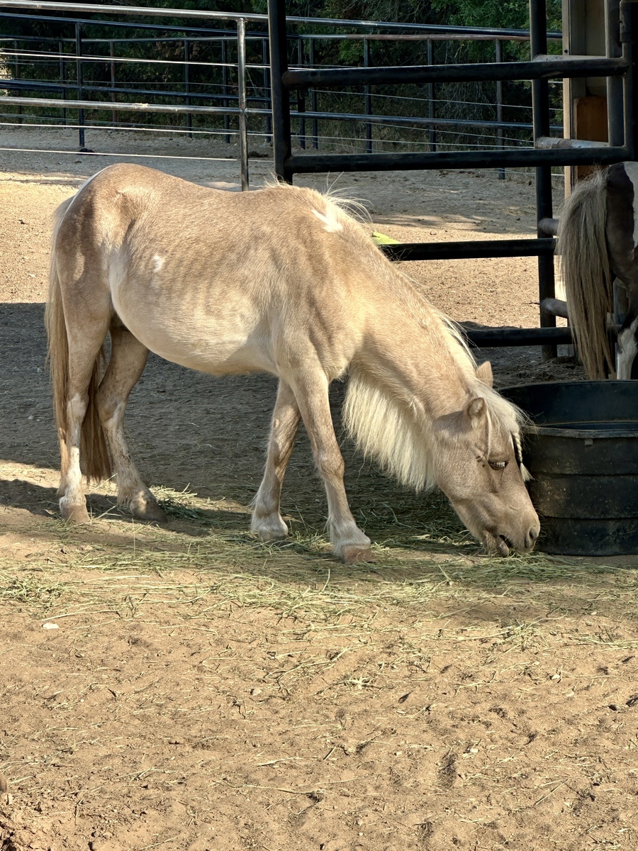 Loretta, 18yo Miniature Horse mare, 10.0hh