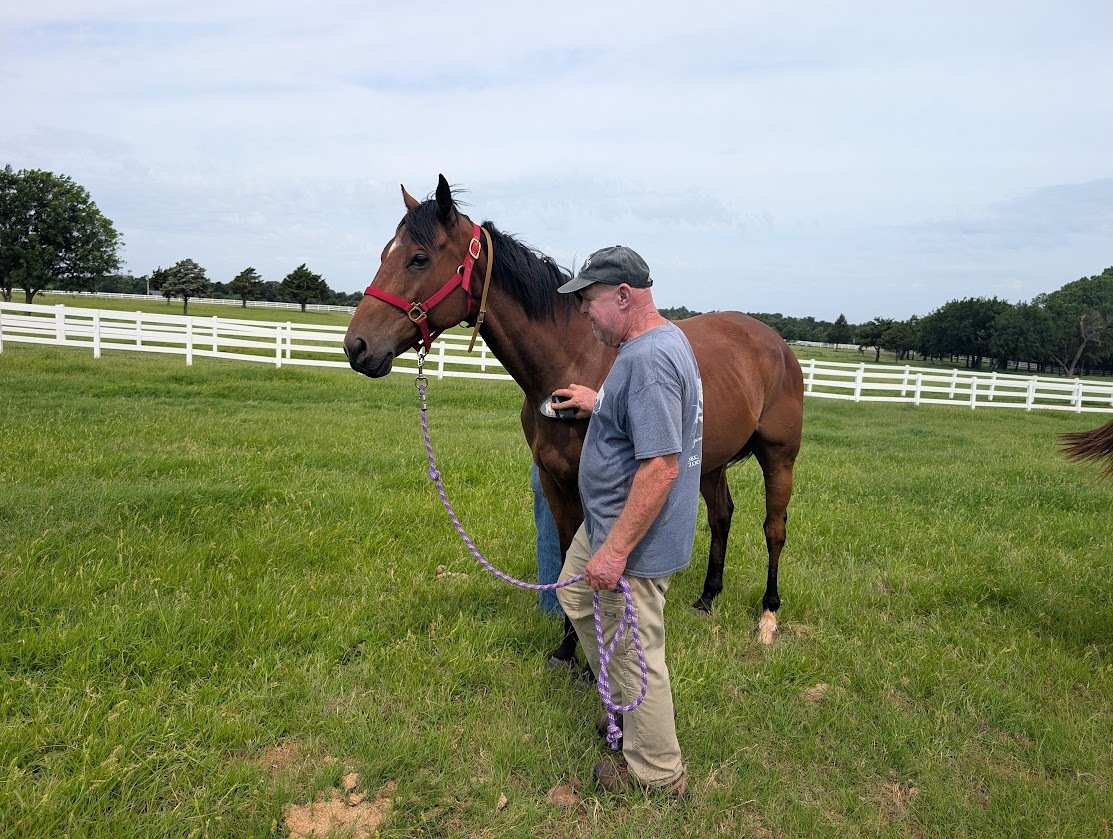 Rowdy Rascal, 7yo Thoroughbred gelding, 16.1hh