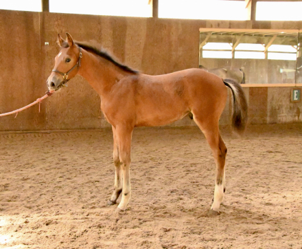 Dew Drop MEC (Dewey), Hanoverian colt foal