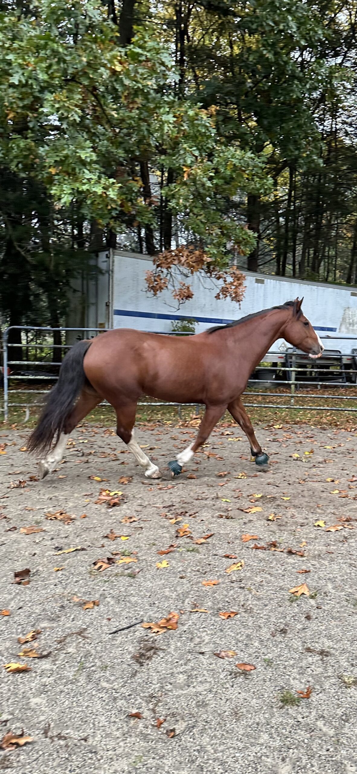 Finn, 6yo Other gelding, 16.1hh