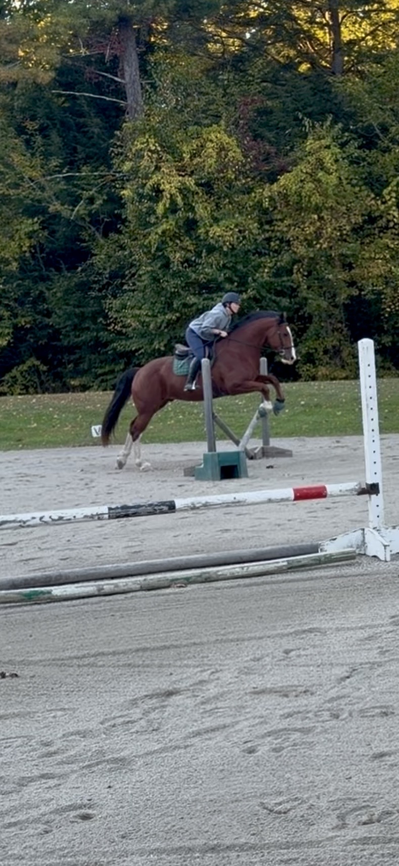 Finn, 6yo Other gelding, 16.1hh