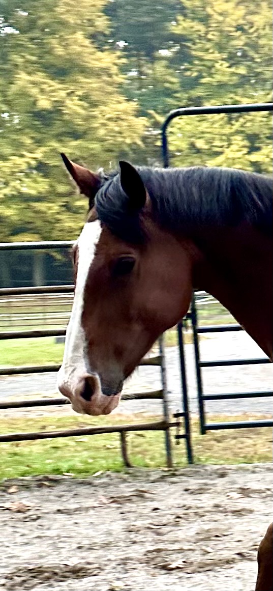 Finn, 6yo Other gelding, 16.1hh