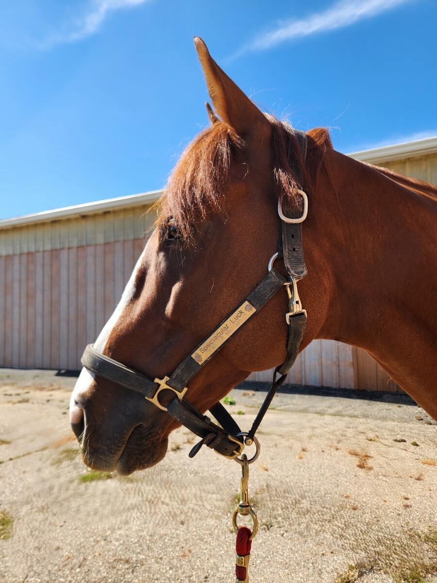 Spectacular Luck, 5yo Thoroughbred gelding, 16.0hh