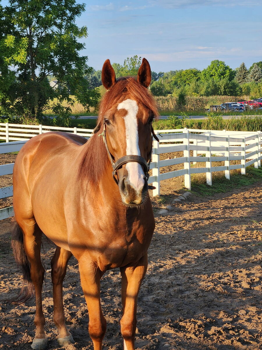 Spectacular Luck, 5yo Thoroughbred gelding, 16.0hh