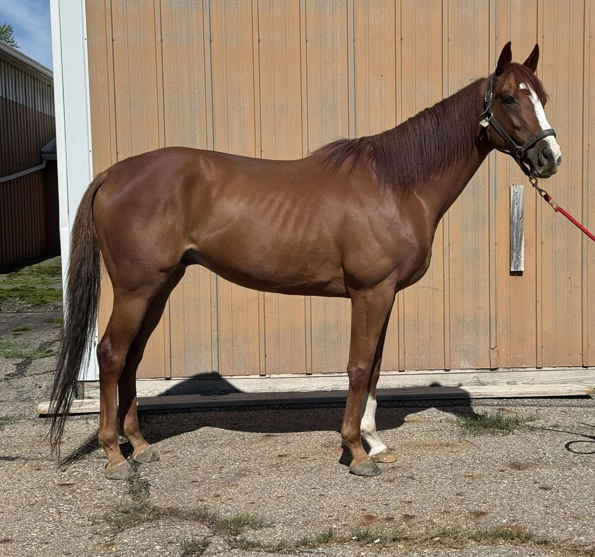Spectacular Luck, 5yo Thoroughbred gelding, 16.0hh