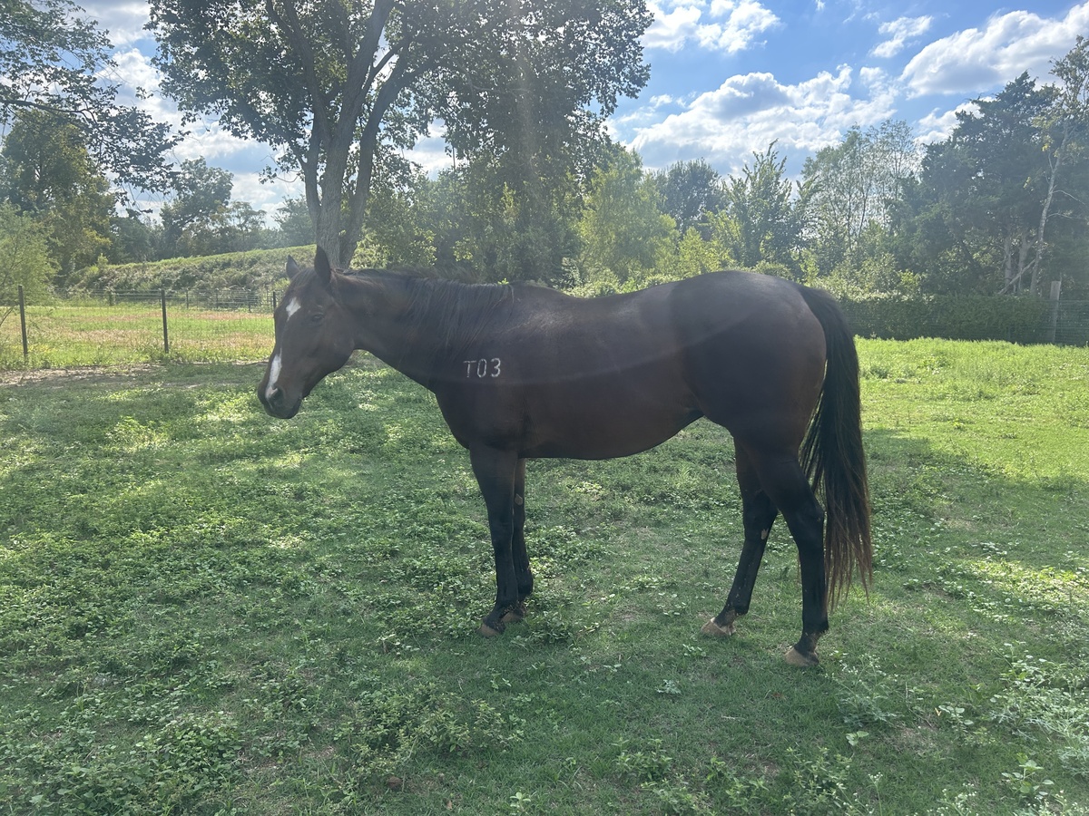Ellie, 19yo mare, 15.3hh