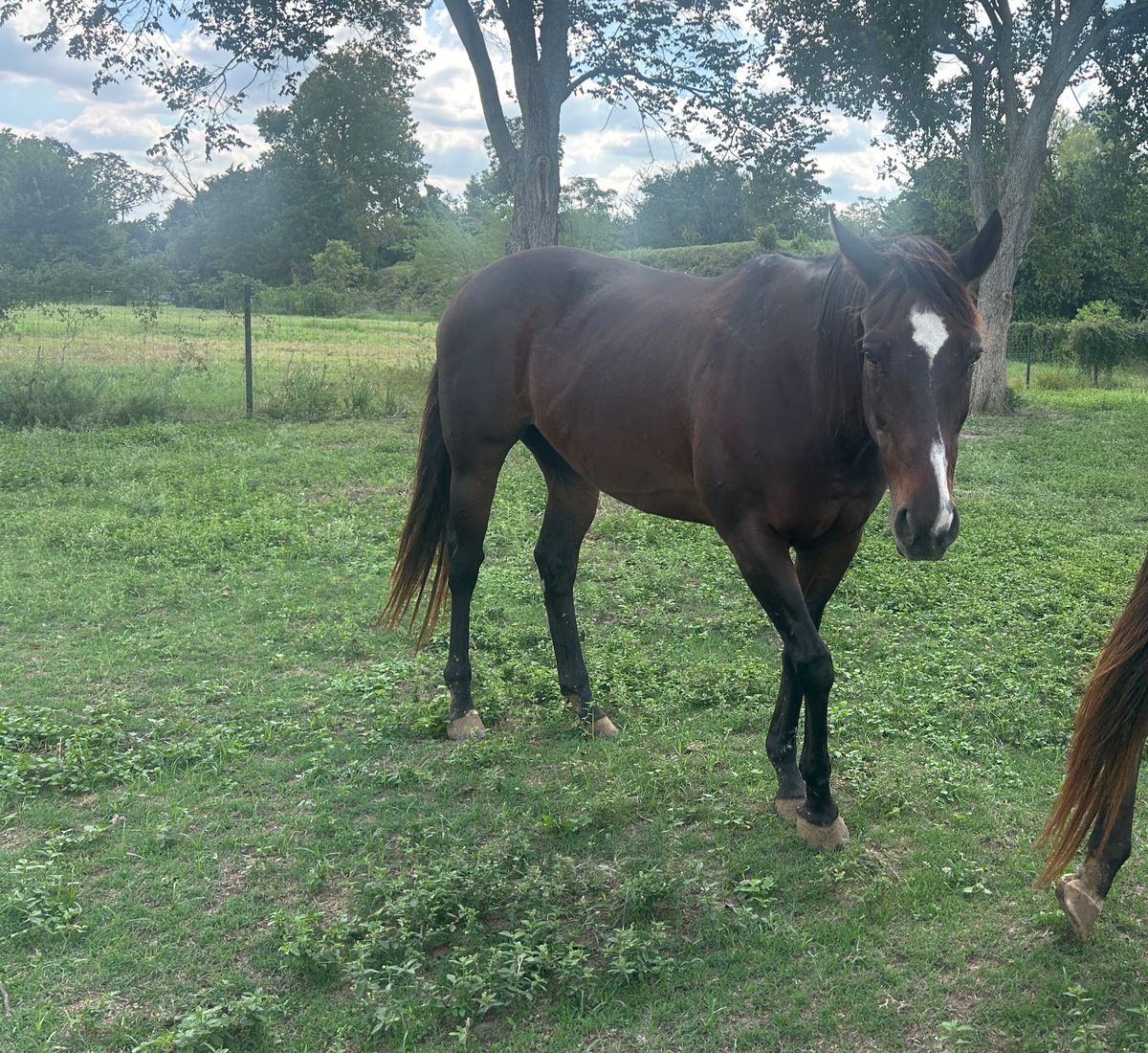 Ellie, 19yo mare, 15.3hh