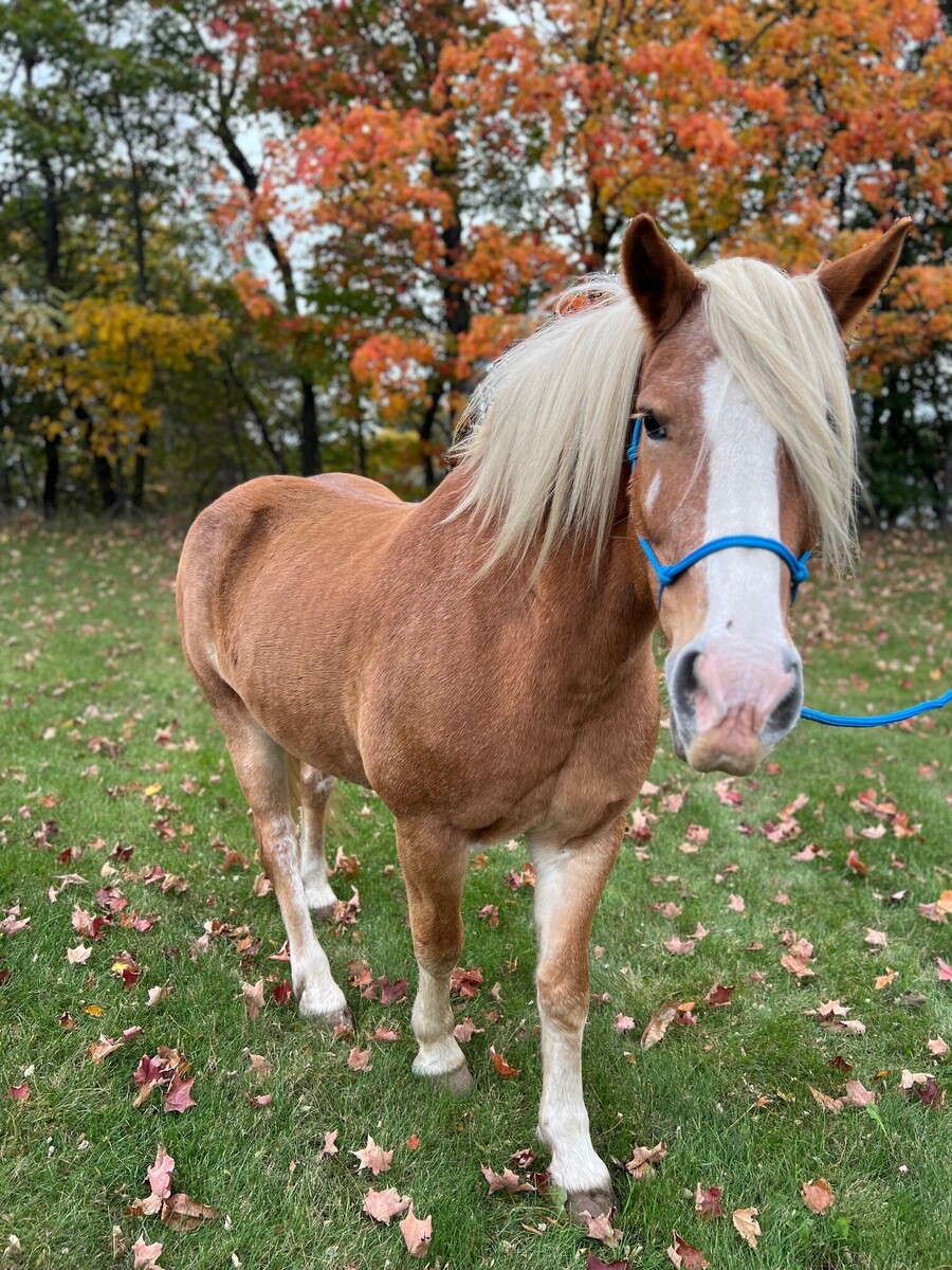 Dude, 17yo Haflinger gelding, 14.3hh