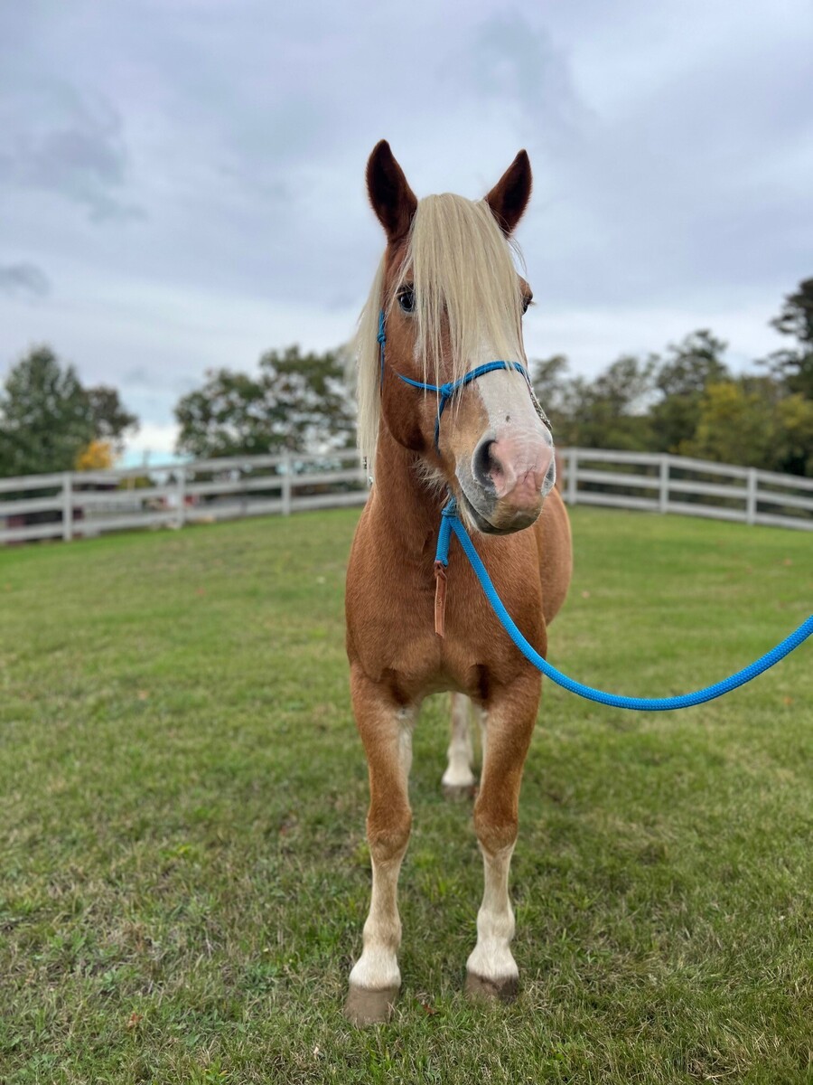 Dude, 17yo Haflinger gelding, 14.3hh