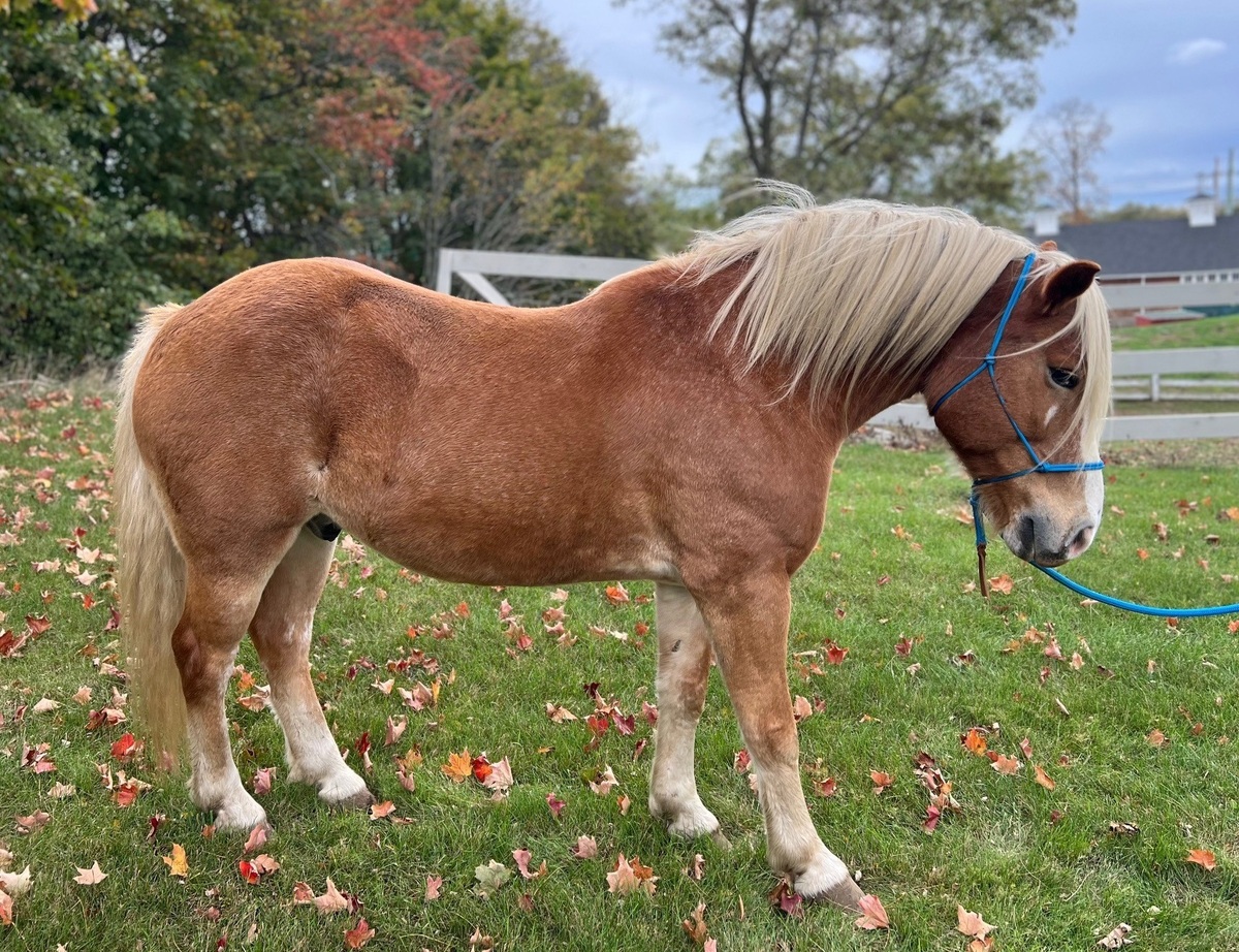 Dude, 17yo Haflinger gelding, 14.3hh