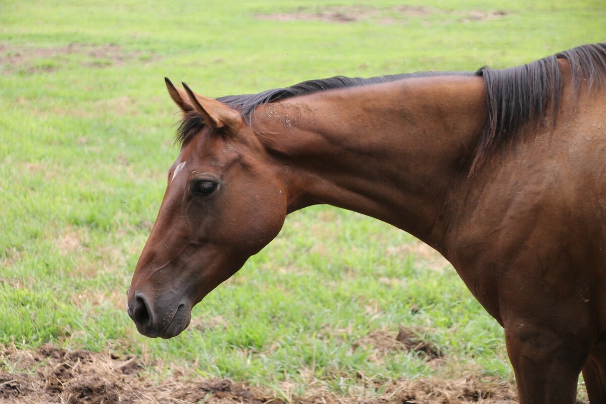 Phoenix, 9yo Thoroughbred mare, 16.0hh
