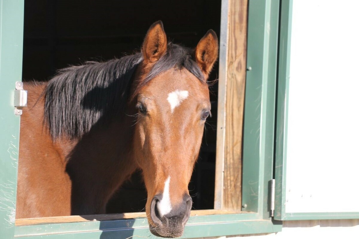 Phoenix, 9yo Thoroughbred mare, 16.0hh